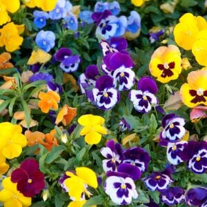 Viola tohumu hercai menekşe dev çiçekli karışım swiss giants