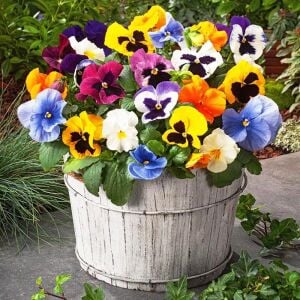 Viola tohumu hercai menekşe dev çiçekli karışım swiss giants