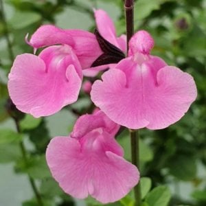 Salvia Pink Dream fidesi perenyal süs adaçayı