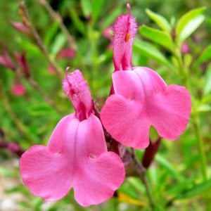 Salvia Pink Dream fidesi perenyal süs adaçayı