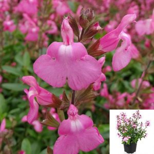 Salvia Pink Dream fidesi perenyal süs adaçayı