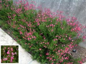 Salvia Pink Dream fidesi perenyal süs adaçayı