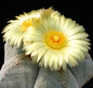 Astrophytum myriostigma kaktüs tohumu bishop's cap