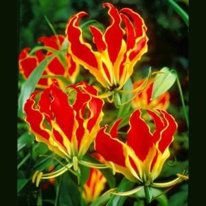 Gloriosa superba soğanı ateş lalesi soğanı rothschildiana