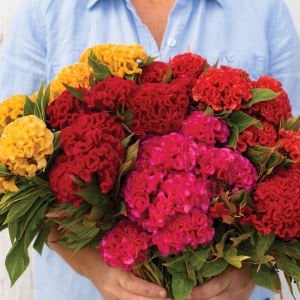 Chief karışım horoz ibiği çiçeği fidesi celosia argentea cristata