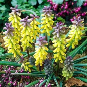 Golden fragrance muscari üzüm sümbülü soğanı