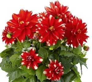 Yıldız çiçeği fidesi dalya dahlia lubega power red white 3 fide