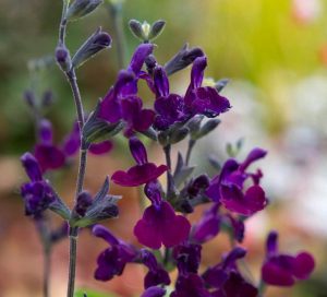 Emperor salvia greggii fidesi perenyal süs adaçayı