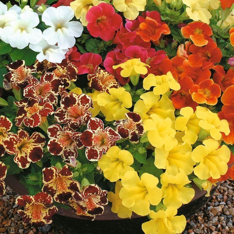 3 adet  Mimulus çiçeği fidesi hibrit mistik serisi sezon boyu çiçekli