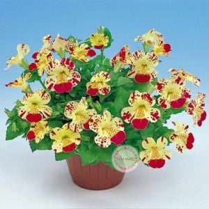 3 adet  Mimulus çiçeği fidesi hibrit mistik serisi sezon boyu çiçekli