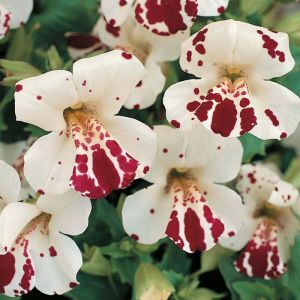 3 adet  Mimulus çiçeği fidesi hibrit mistik serisi sezon boyu çiçekli