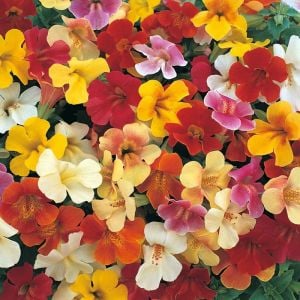 3 adet  Mimulus çiçeği fidesi hibrit mistik serisi sezon boyu çiçekli