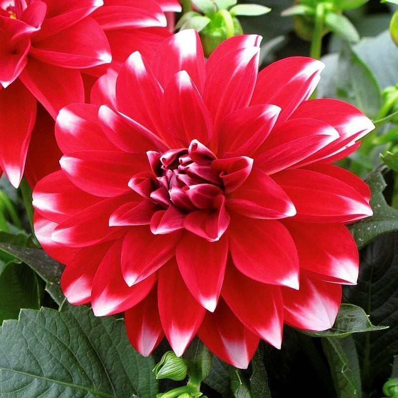 Yıldız çiçeği fidesi dalya dahlia lubega power red white 7 yada 9 cm saksıda