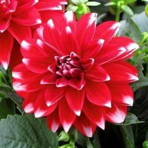 Yıldız çiçeği fidesi dalya dahlia lubega power red white 7 yada 9 cm saksıda