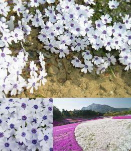 5 adet Phlox subulata fidesi yayılıcı floks çiçekli yer örtücü bitki