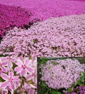 5 adet Phlox subulata fidesi yayılıcı floks çiçekli yer örtücü bitki