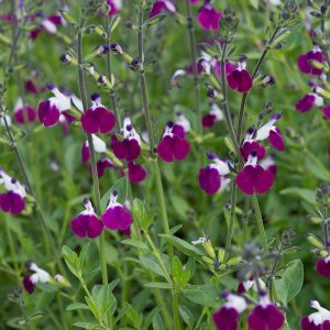 Amethyst Lips salvia greggii fidesi perenyal süs adaçayı