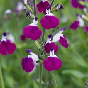 Amethyst Lips salvia greggii fidesi perenyal süs adaçayı