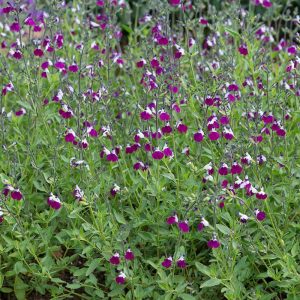 Amethyst Lips salvia greggii fidesi perenyal süs adaçayı