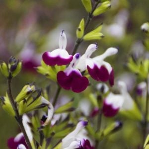 Amethyst Lips salvia greggii fidesi perenyal süs adaçayı