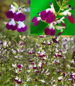 Amethyst Lips salvia greggii fidesi perenyal süs adaçayı