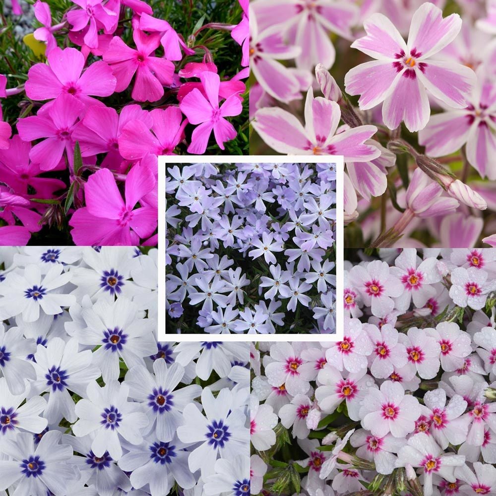 5 adet Phlox subulata fidesi yayılıcı floks çiçekli yer örtücü bitki