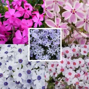 5 adet Phlox subulata fidesi yayılıcı floks çiçekli yer örtücü bitki