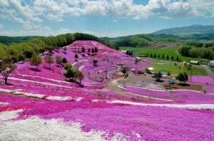 5 adet Phlox subulata fidesi yayılıcı floks çiçekli yer örtücü bitki
