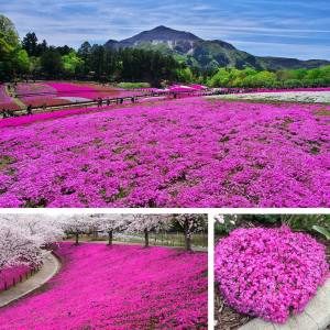 5 adet Phlox subulata fidesi yayılıcı floks çiçekli yer örtücü bitki