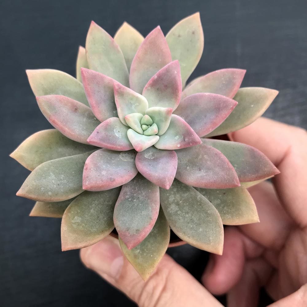 Echeveria alpina sukulent bitki