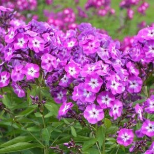 Eflatun mavi floks fidesi phlox paniculata laura