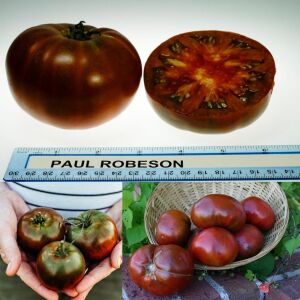 Siyah mor domates tohumu paul robeson geleneksel tohum