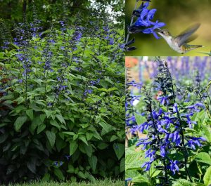 Black and Bloom salvia guaranitica fidesi perenyal süs adaçayı