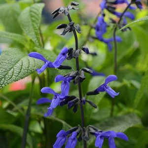 Black and Bloom salvia guaranitica fidesi perenyal süs adaçayı