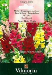 Karışık renkli maksi aslanağzı tohumu vilmorin antirrhinum