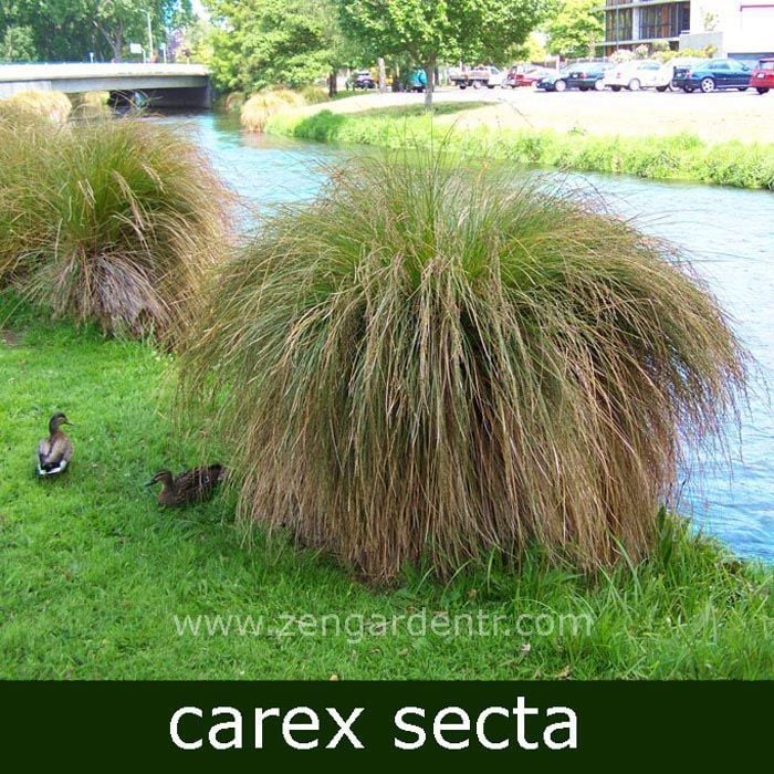 Carex secta tohumu
