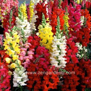 Karışık renkli maksi aslanağzı tohumu vilmorin antirrhinum