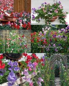 Karışım lathyrus latifolius çok yıllık tatlı bezelye sweetpea sarmaşık lathyrus latifolius