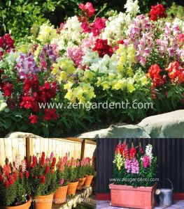 Karışık renkli maksi aslanağzı tohumu vilmorin antirrhinum