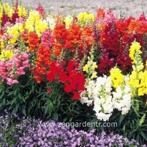 Karışık renkli maksi aslanağzı tohumu vilmorin antirrhinum