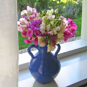 Karışım lathyrus latifolius çok yıllık tatlı bezelye sweetpea sarmaşık lathyrus latifolius