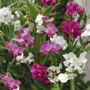 Karışım lathyrus latifolius çok yıllık tatlı bezelye sweetpea sarmaşık lathyrus latifolius