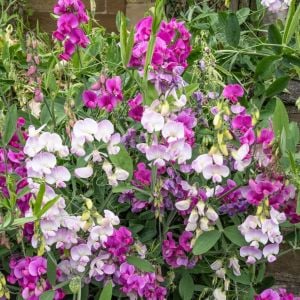 Karışım lathyrus latifolius çok yıllık tatlı bezelye sweetpea sarmaşık lathyrus latifolius