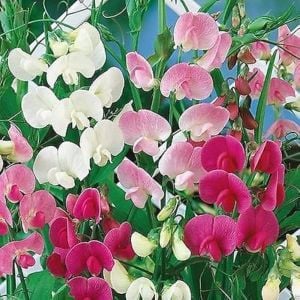 Karışım lathyrus latifolius çok yıllık tatlı bezelye sweetpea sarmaşık lathyrus latifolius
