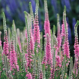 Pembe tonları veronica longifolia fidesi yavşan otu çiçeği