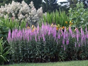 Pembe tonları veronica longifolia fidesi yavşan otu çiçeği