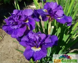 Double standard katlı süsen soğanı iris siberica