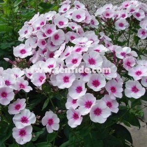 Kırmızı pembe phlox paniculata fidesi kokulu floks adessa pink star