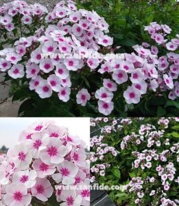 Kırmızı pembe phlox paniculata fidesi kokulu floks adessa pink star