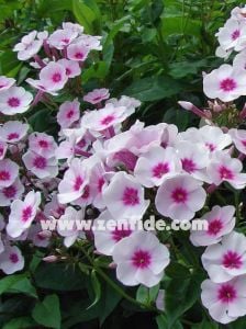 Kırmızı pembe phlox paniculata fidesi kokulu floks adessa pink star